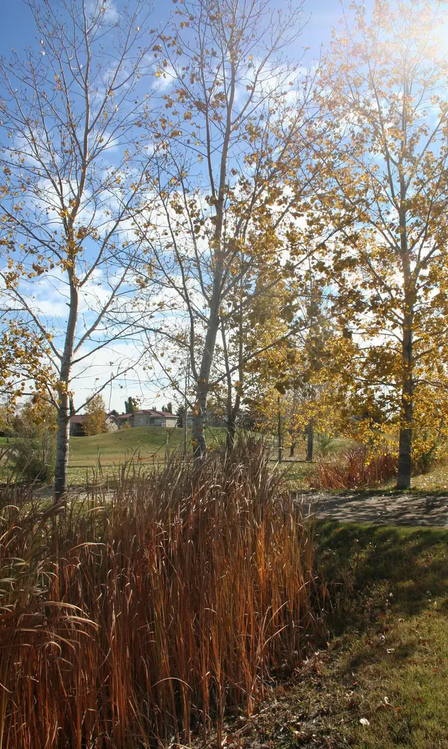 Fall foliage in a park